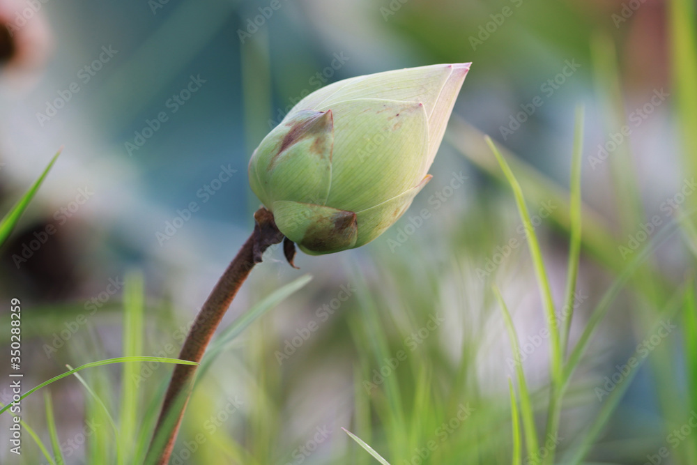 Green lotus flower in the pool garden, beauty nature background Green lotus flower in the pool garden, beauty nature background