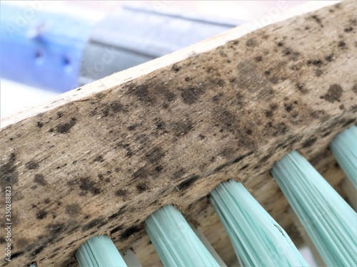 Molds at wooden part of floor scrubber brush. spores from mold can cause allergy and other health problems.