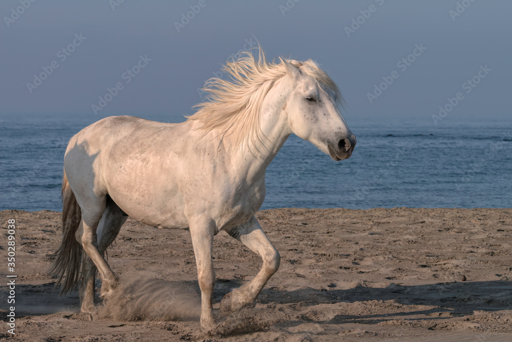 Obraz premium White Stallion Running on the Beach