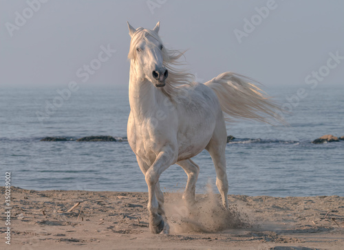 White Stallion Running on the Beach