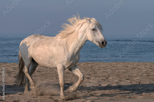 White Stallion Running on the Beach © Lori Labrecque