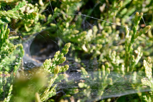 the spider web in thuja