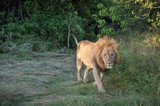 Large male lion walking though a clearing on the Okavango Delta in Botswana
