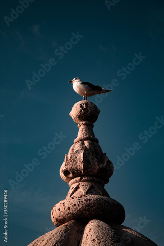 Gaivota à vista de um por do sol