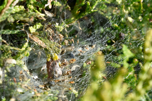 the spider web in thuja