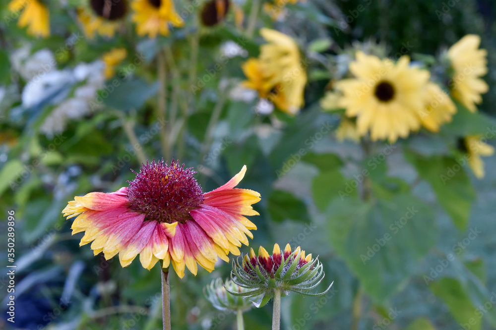 Fototapeta premium colorful gaillardia growing in the garden