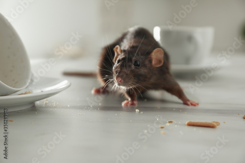 Rat near dirty dishes on table indoors. Pest control