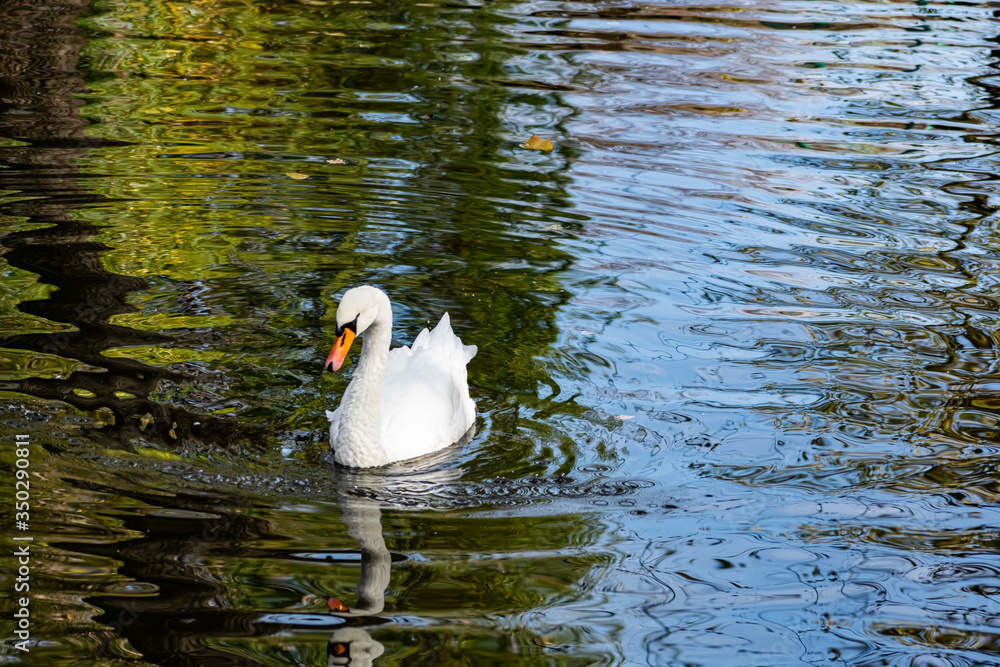 A beautiful white Swan with delicate air feathers, swimming alone on a pond with a sandy bottom. A large bird lives quietly on a reservoir A beautiful white Swan with delicate air feathers, swimming alone on a pond with a sandy bottom. A large bird lives quietly on a reservoir