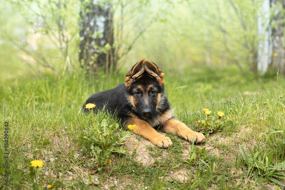 German shepherd puppy lies on the grass. Close-up portrait