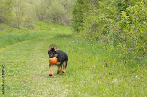 German shepherd puppy cheerfully runs on a green track with a ball in his teeth