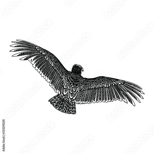 Condor, eagle, hawk, falcon, wild bird. Hand drawn vector illustration