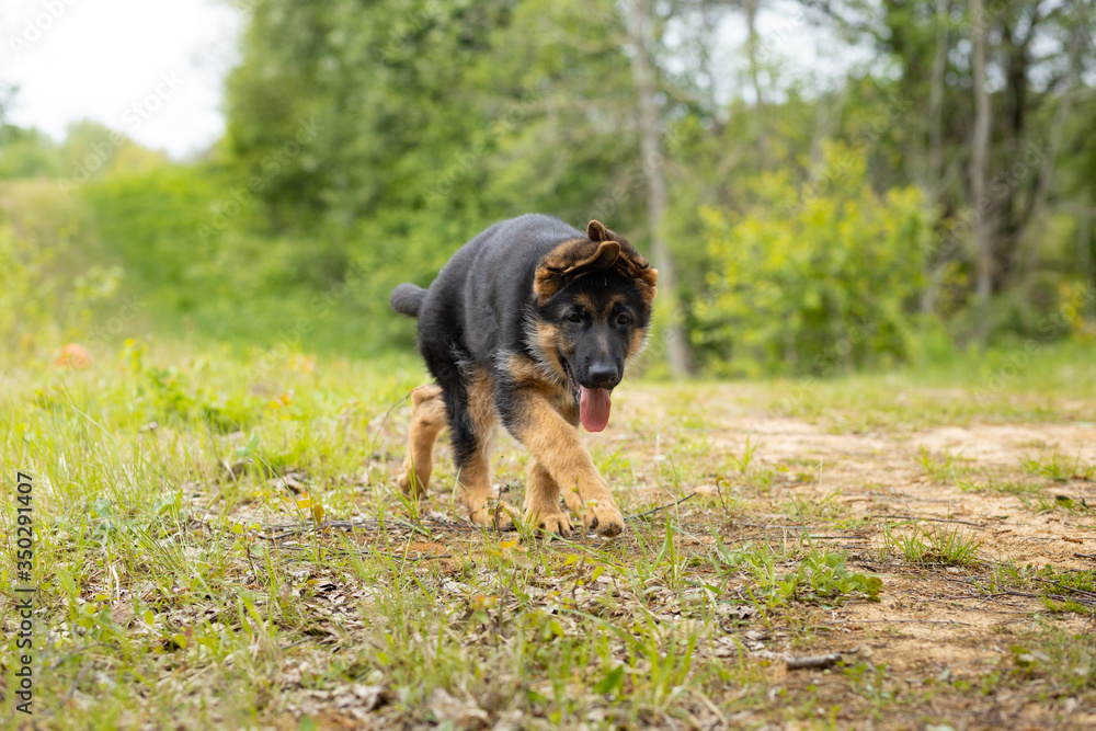German shepherd puppy walks along the track
