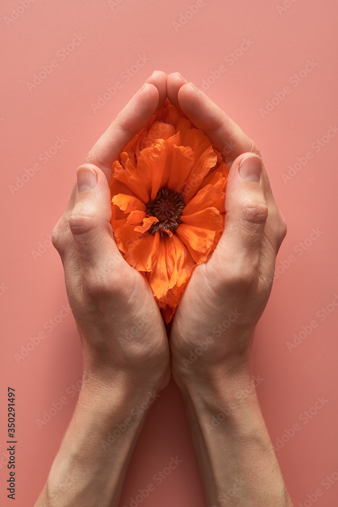 red poppy flower in the palms of a woman. vagina abstract image