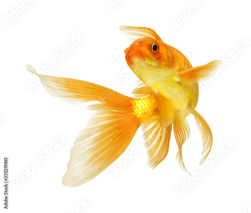 Photography gold fish