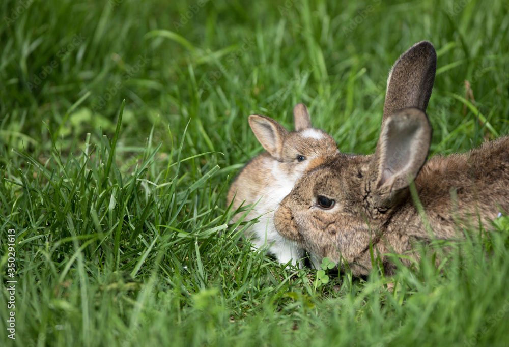 brown rabbit family on a green meadow brown rabbit family on a green meadow