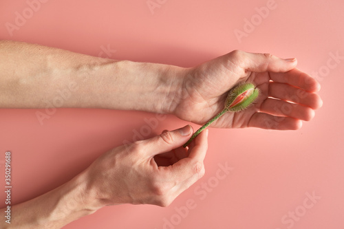 unopened poppy flower bud in woman's palms. abstract image of the vagina and clitoris