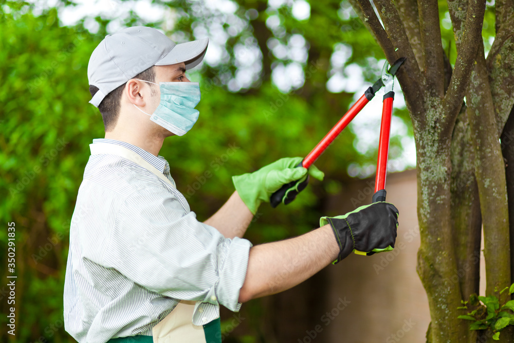 Professional gardener pruning a tree wearing a mask, coronavirus concept - obrazy, fototapety, plakaty 