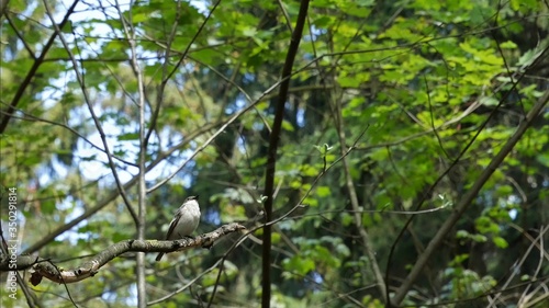 Ficedula hypoleuca sings on a branch.