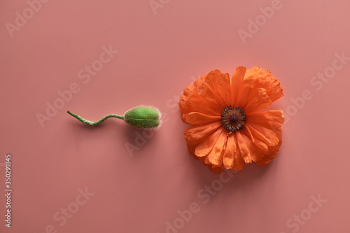 Foto poppy flower and unopened poppy bud on a pink background