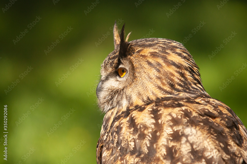 Fototapeta premium Beautiful Eurasian or European Eagle Owl closeup