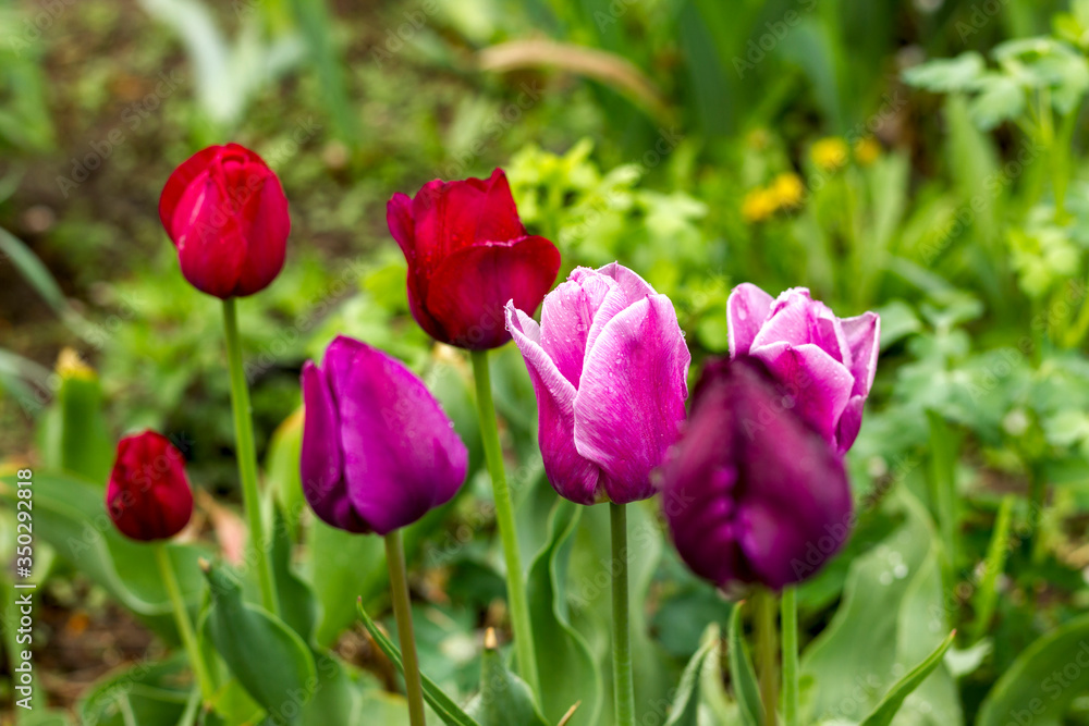 beautiful pink and purple tulips closed and half-open in drops of dew on a flower bed close-up