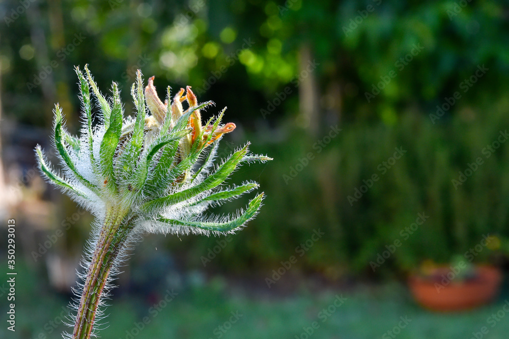 colorful gaillardia growing in the garden colorful gaillardia growing in the garden