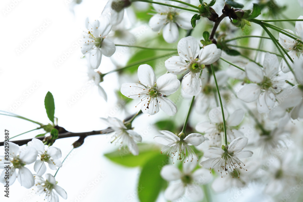 Obraz premium Cherry Blossoms In Spring