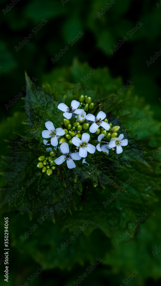 white flowers on green background white flowers on green background