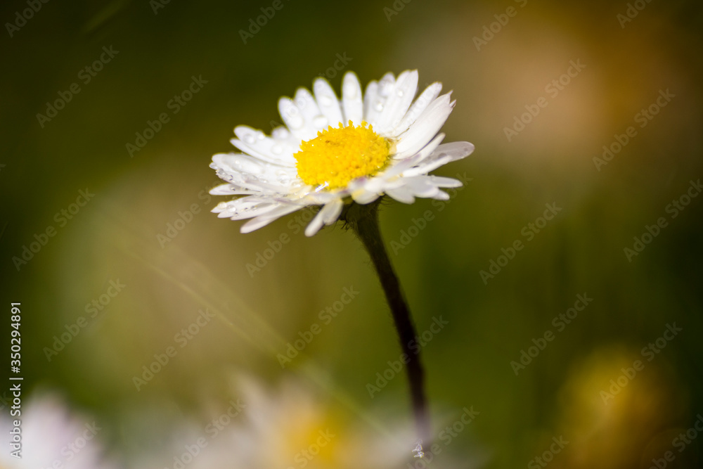 Fresh wildflowers spring or summer design with raindrops. Floral nature daisy abstract background in green and yellow macro Fresh wildflowers spring or summer design with raindrops. Floral nature daisy abstract background in green and yellow macro