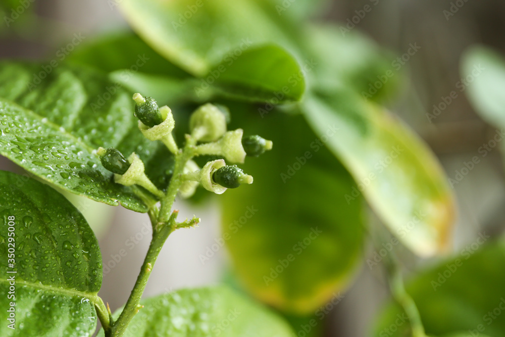 ovaries of small lemons on a branch of a home lemon tree ovaries of small lemons on a branch of a home lemon tree