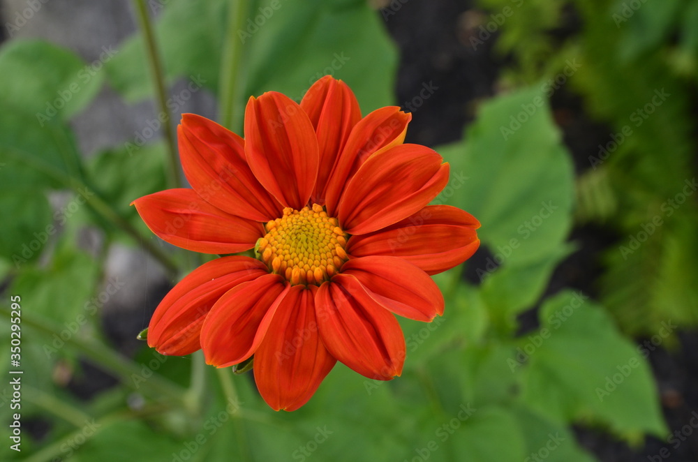 Flower Flower