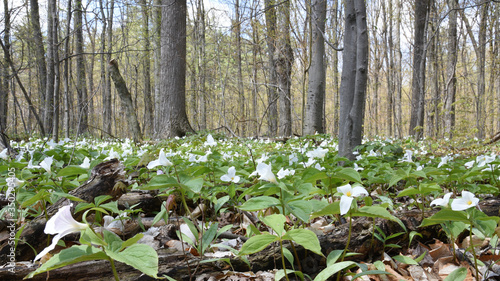 Forest Blanket of Trilliums in Spring in Ontario photo