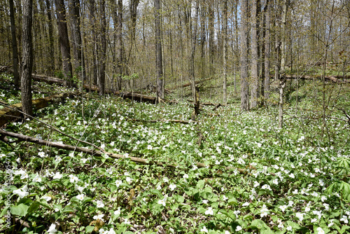 Fototapeta Naklejka Na Ścianę i Meble -  Woodland Trilliums in Spring in Ontario