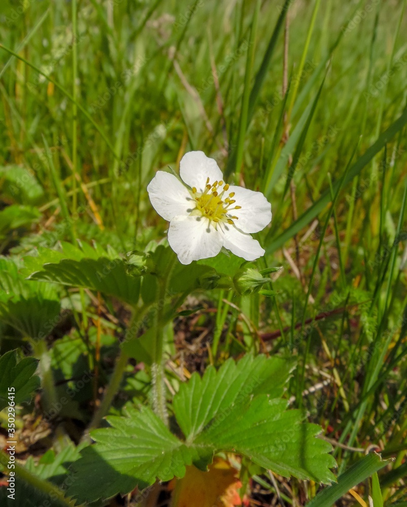 wild strawberry flower on grass background wild strawberry flower on grass background