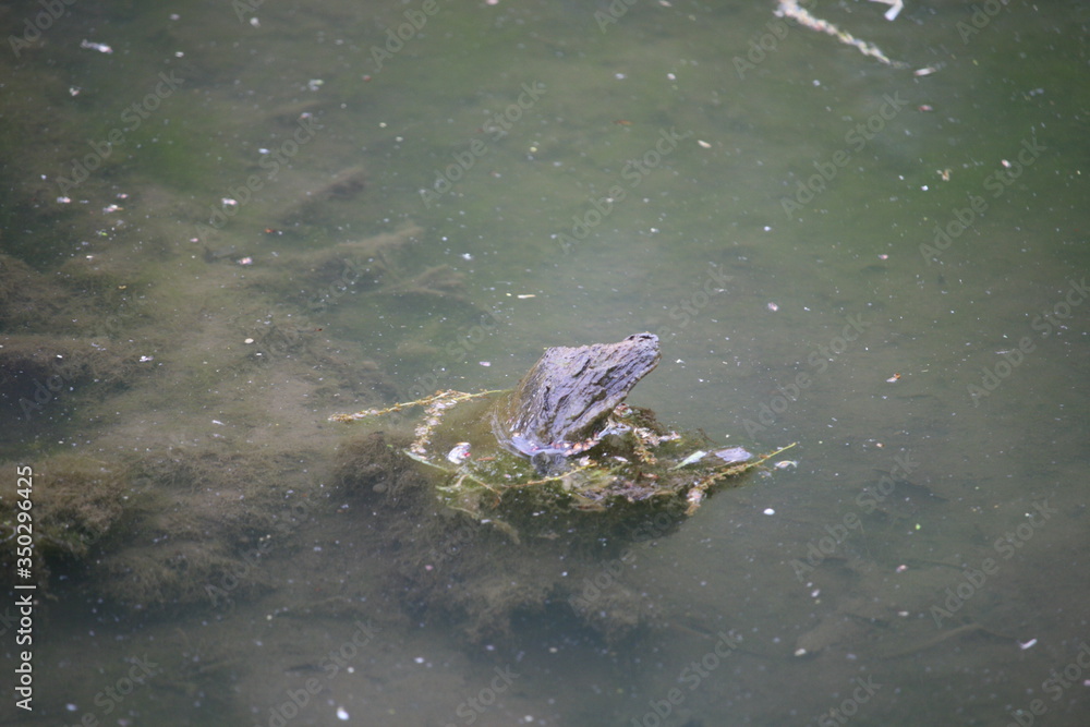 Log Sticking Out of Water Shaped Like Crocodile Head Log Sticking Out of Water Shaped Like Crocodile Head