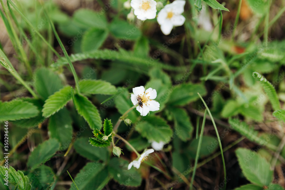 flowers of the strawberry flowers of the strawberry