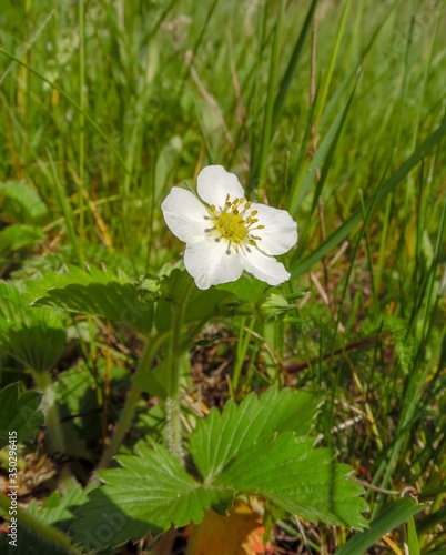 wild strawberry flower on grass background