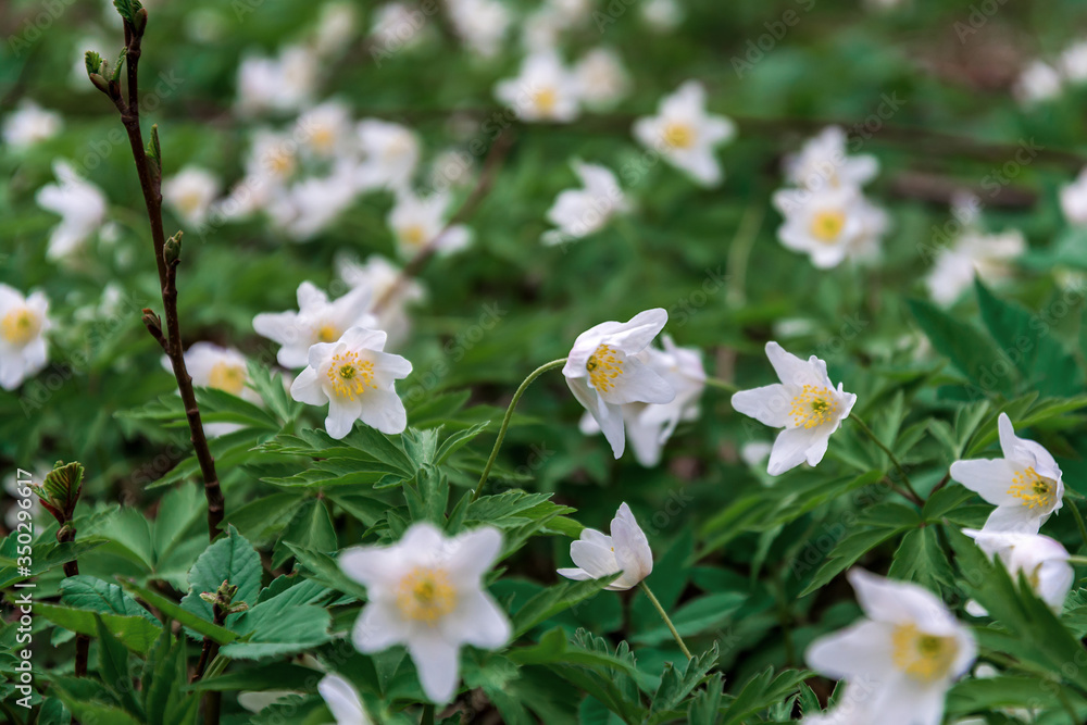 Blooming spring flowers in the Pskov region, Russia Blooming spring flowers in the Pskov region, Russia