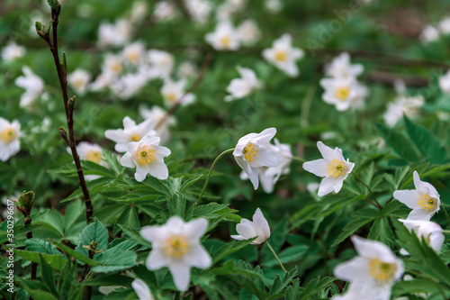 Blooming spring flowers in the Pskov region, Russia