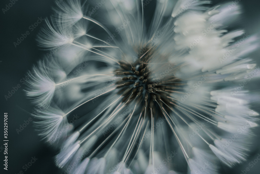 Obraz premium macrophoto of the dandelion seeds
