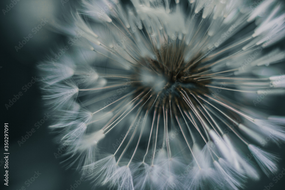 Obraz premium macrophoto of the dandelion seeds