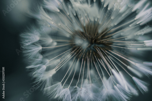 macrophoto of the dandelion seeds © lia_s