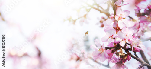 Almond blossoms over blurred nature background