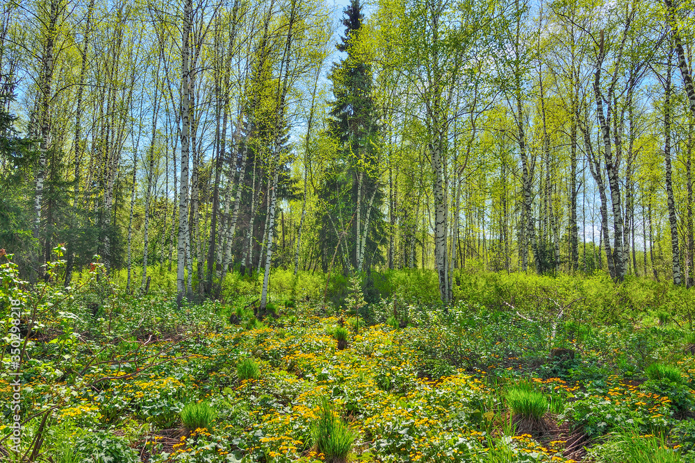 Glade with yellow wild flowers of marsh marigold, kingcup (Caltha palustris) in spring birch forest. Early spring landscape at bright sunny day, Siberia, Russia. Blossoming meadow - beauty of nature Glade with yellow wild flowers of marsh marigold, kingcup (Caltha palustris) in spring birch forest. Early spring landscape at bright sunny day, Siberia, Russia. Blossoming meadow - beauty of nature