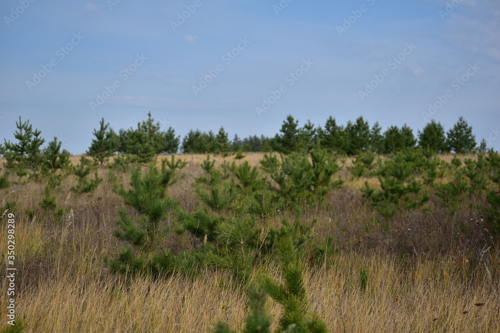 little pine trees