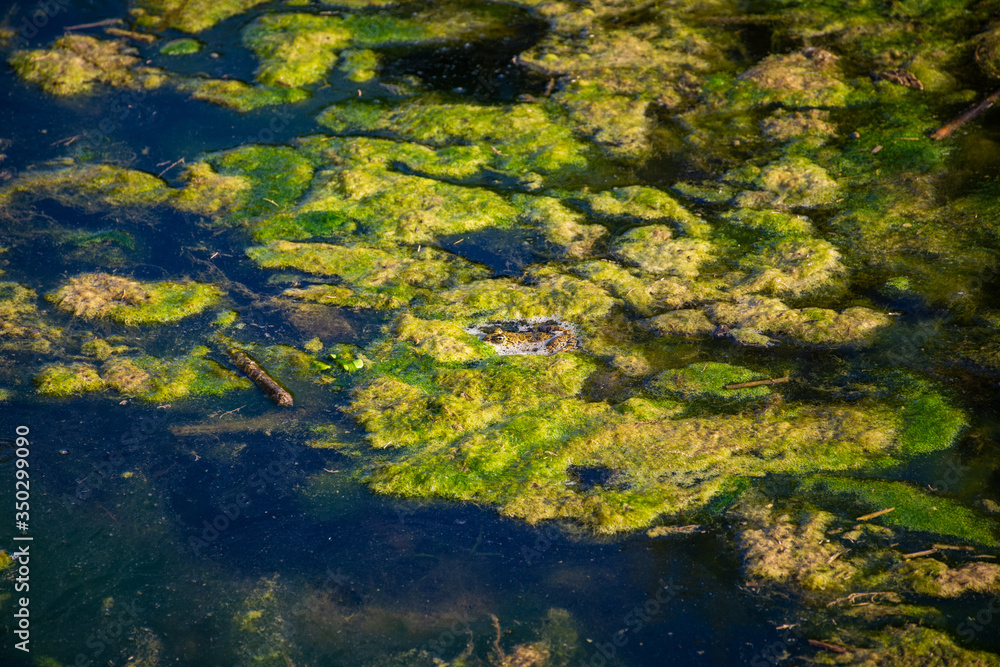 A frog hiding in plain sight in a swamp with green moss vegetation