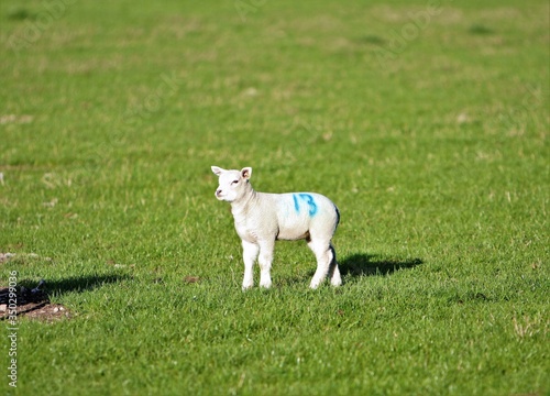 Obraz na plátně Unlucky number 13 painted on spring lamb in green field