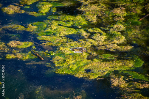 Fototapeta Naklejka Na Ścianę i Meble -  A frog hiding in plain sight in a swamp with green moss vegetation