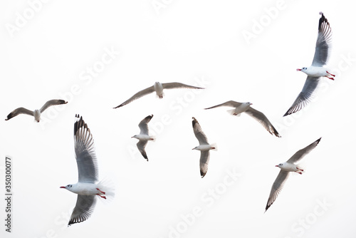 seagull flying on white background