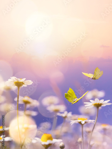 art blooming flower meadow in summer on sunset sky background. Beautiful summertime chamomile floral background;